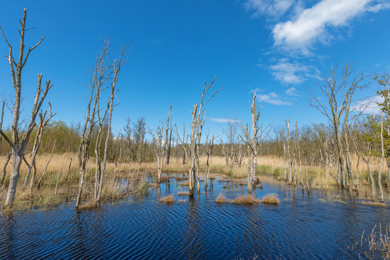 Sundische Wiese Erkunde Deutschland