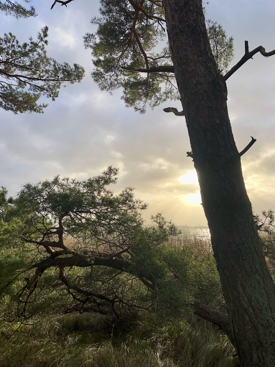 grosser Jasmunder Bodden 4390