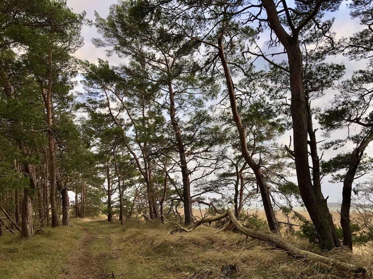 grosser Jasmunder Bodden 4401