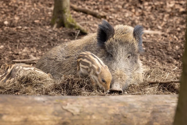 Wildschwein mit Frischlingen Wildpark Wiehl 768x512