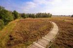 Holzbohlenweg im grossen Torfmoor 150x100