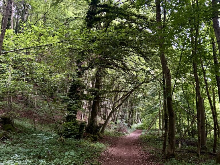 tempImageuZJ8Pc 768x576